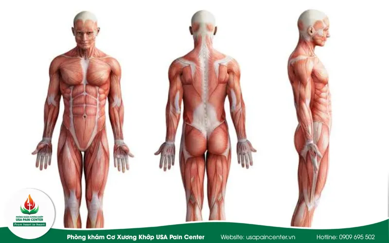 Hệ thống xương khớp cơ và đay thần kinh ở con người