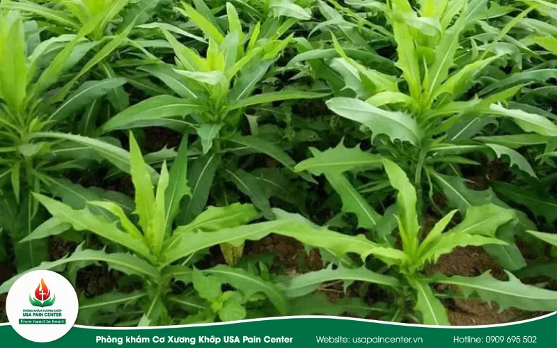 bồ công anh giúp chống viêm khớp tự nhiên