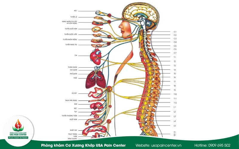 nguyên lý trị liệu thần kinh cột sống
