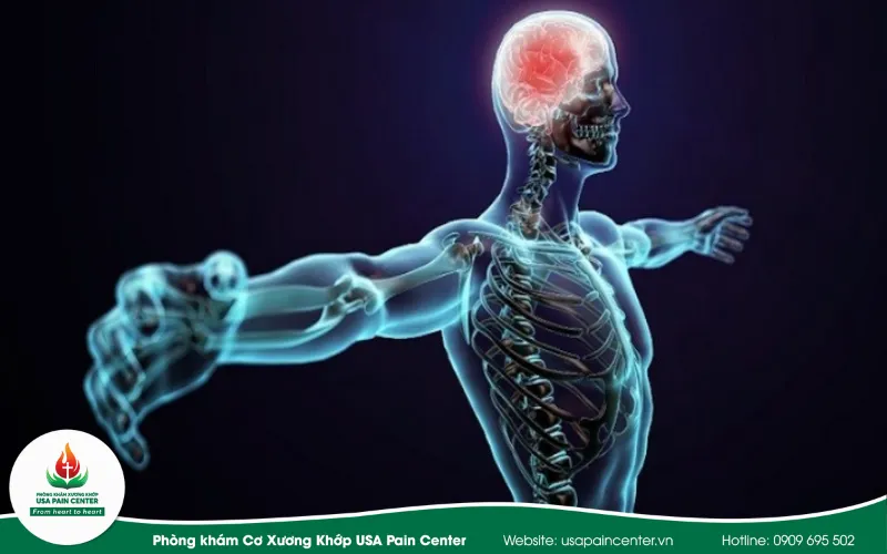 Mối liên hệ thần kinh học giữa cơ thể và não bộ