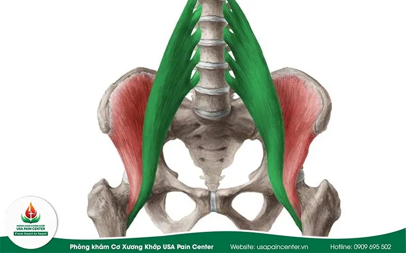 Cơ thắt lưng chậu (Psoas) là gì?
